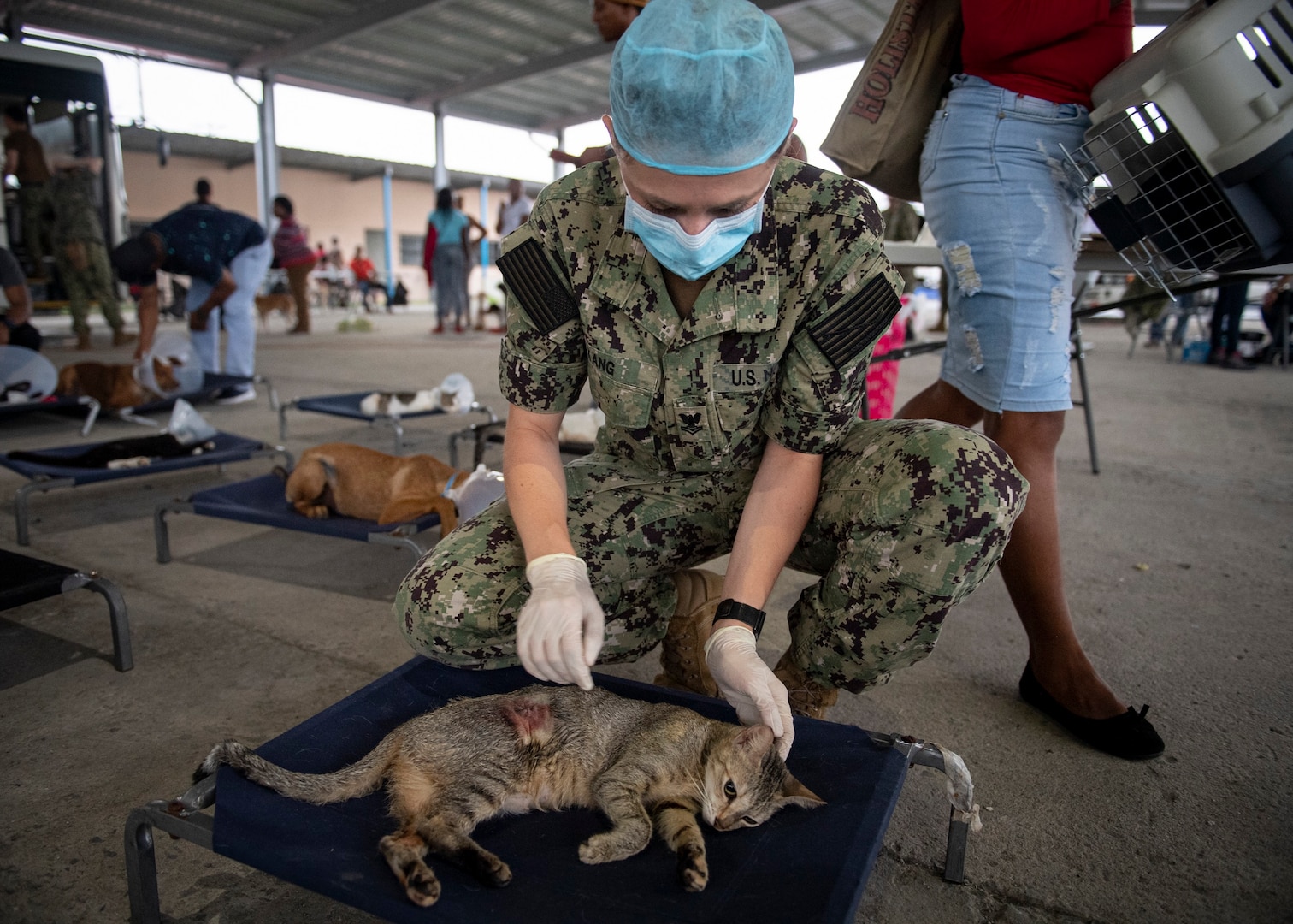 A military veterinarian treats a cat.