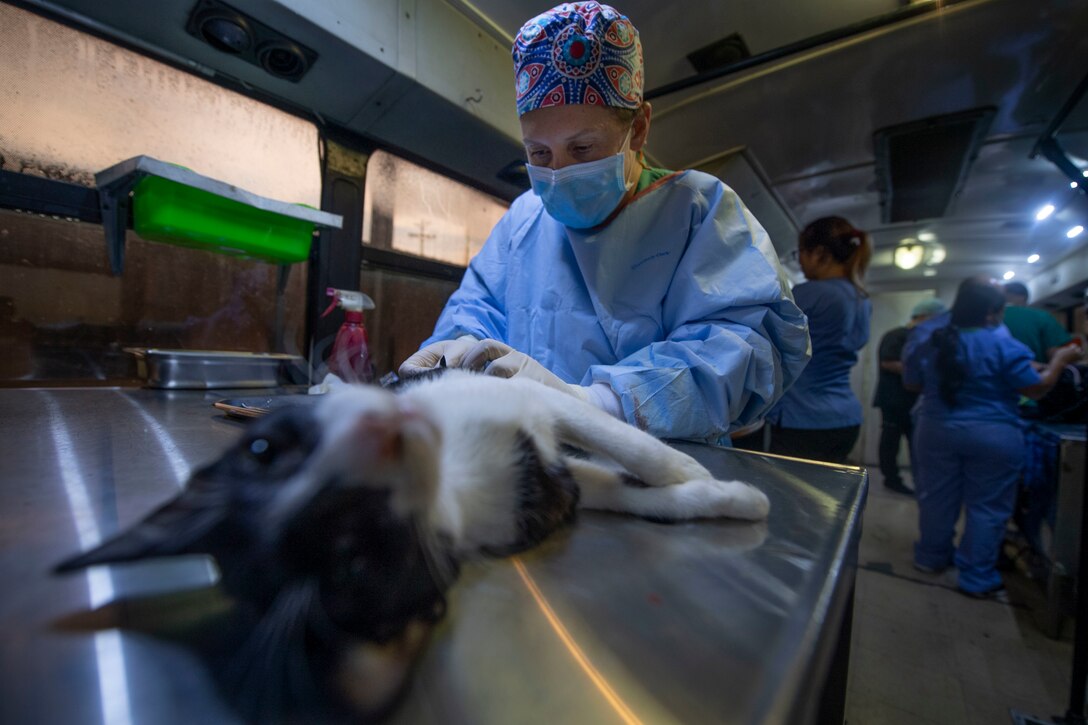 A veterinarian treats a cat.