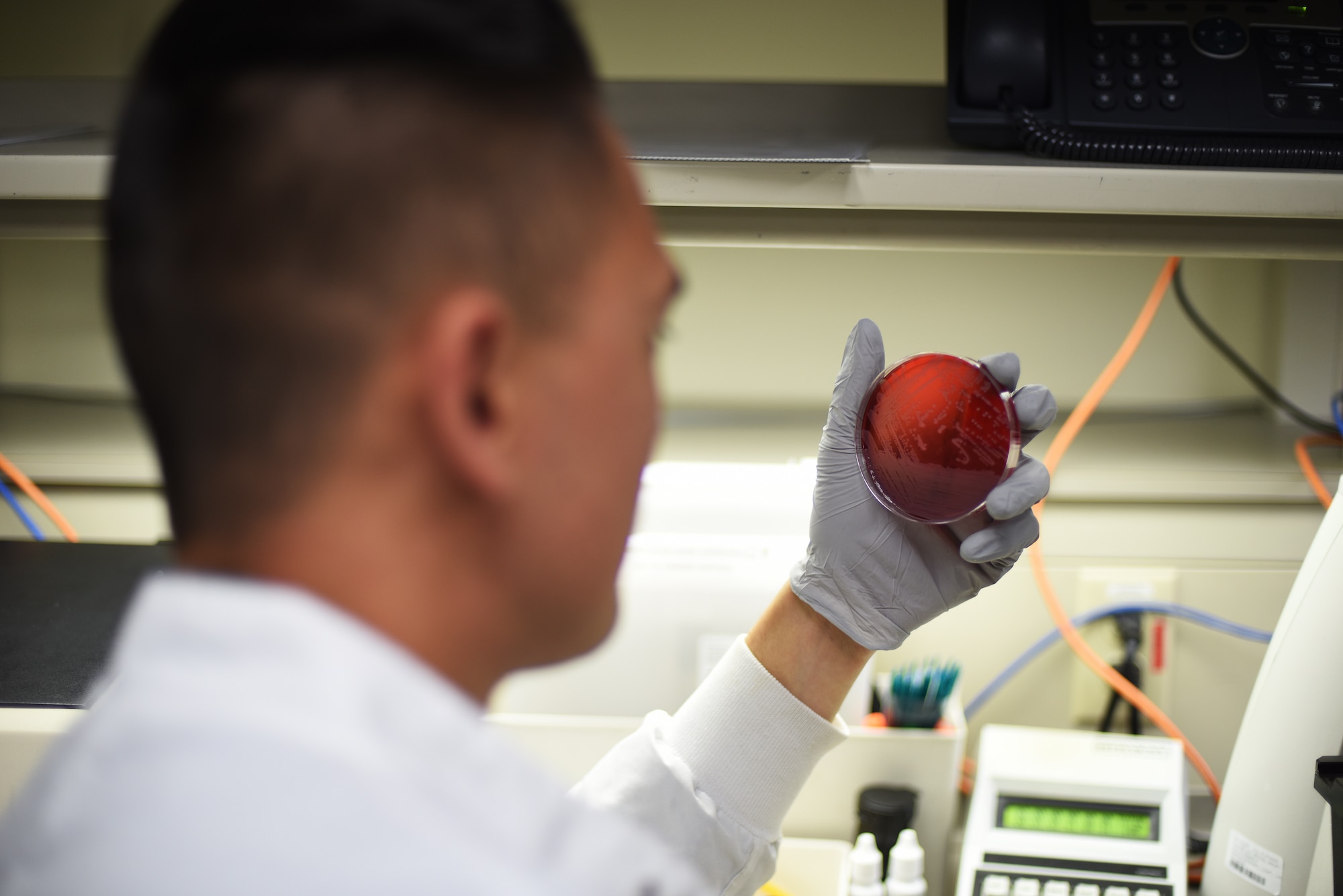 Senior Airman Philip Fisketjon, 341st Medical Group medical laboratory technician, examines a Staphylococcus aureus bacteria August 13, 2019, at the laboratory on Malmstrom Air Force Base, Mont.