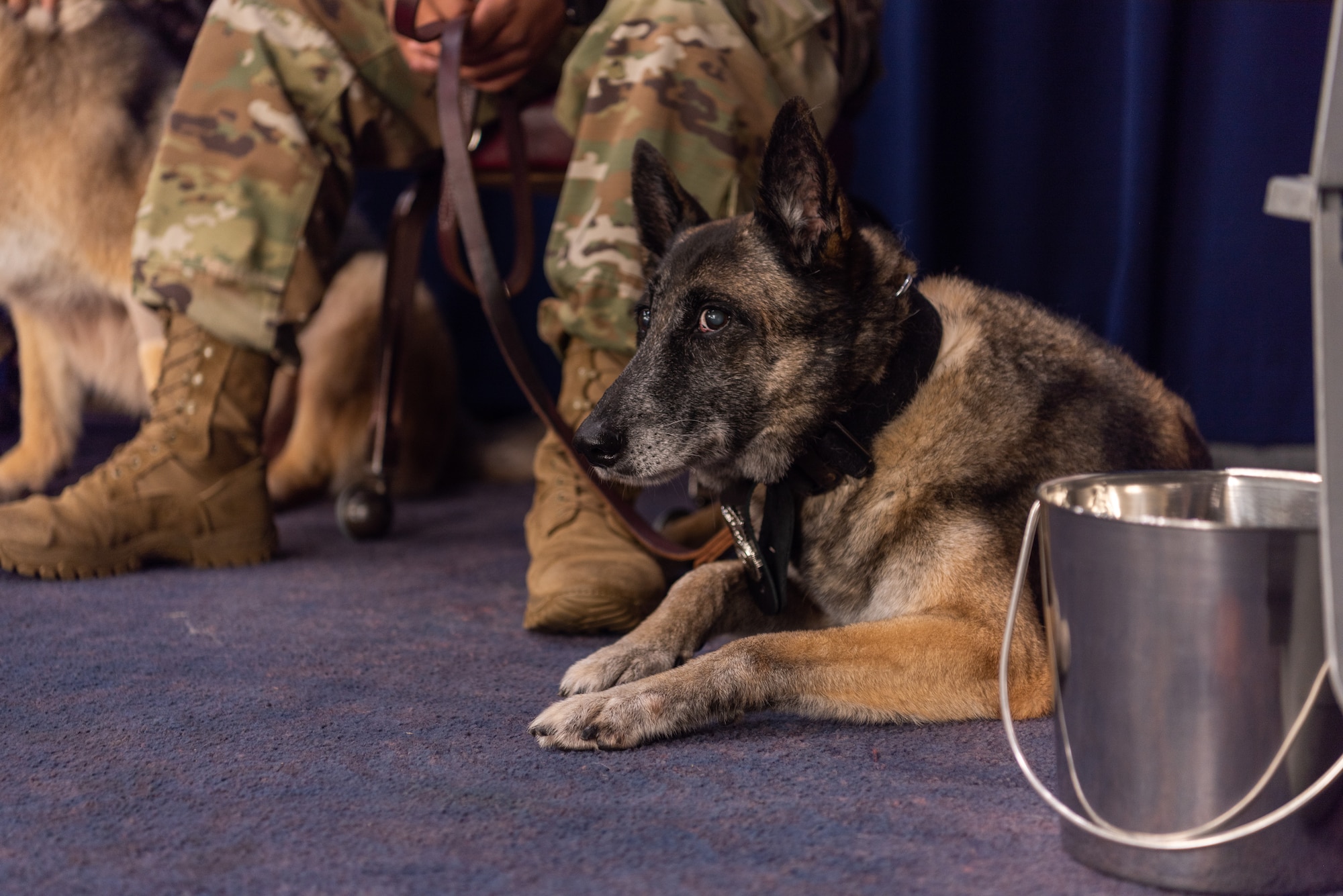 U.S. Air Force military working dog (MWD) Judi, assigned to the 18th Security Forces Squadron, sits by her MWD handler during a MWD retirement ceremony July 26, 2019, on Kadena Air Base, Japan. Judi retired at 13 years old with 11 years of service to the U.S. Air Force. (U.S. Air Force photo by Senior Airman Cynthia Belío)