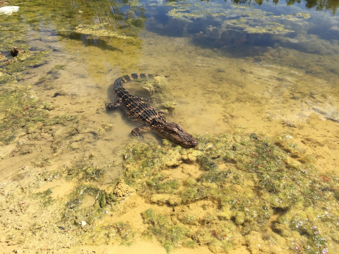 An American alligator swims in a storm water pond on Marine Corps Installations East-Marine Corps Base Camp Lejeune, North Carolina, May 8, 2019. The Land and Wildlife Resources Section of MCB Camp Lejeune manages all game and non-game species wildlife populations to ensure healthy game animal populations to assist natural resource managers with training plans and safe recreation on Camp Lejeune.