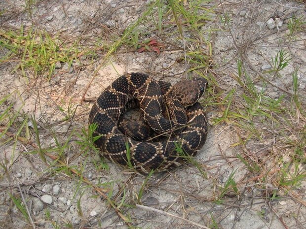 An Eastern Diamondback Rattlesnake is coiled on the ground on Marine Corps Installations East-Marine Corps Base Camp Lejeune, North Carolina, Feb. 6, 2019. The Land and Wildlife Resources Section of MCB Camp Lejeune manages all game and non-game species wildlife populations to ensure healthy game animal populations to assist natural resource managers with training plans and safe recreation on Camp Lejeune.