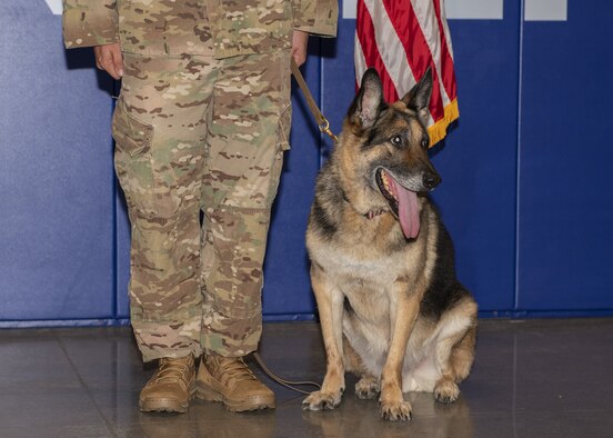 Wax, 56th Security Forces Squadron military working dog, sits during his retirement ceremony Aug. 9, 2019, at Luke Air Force Base, Ariz.