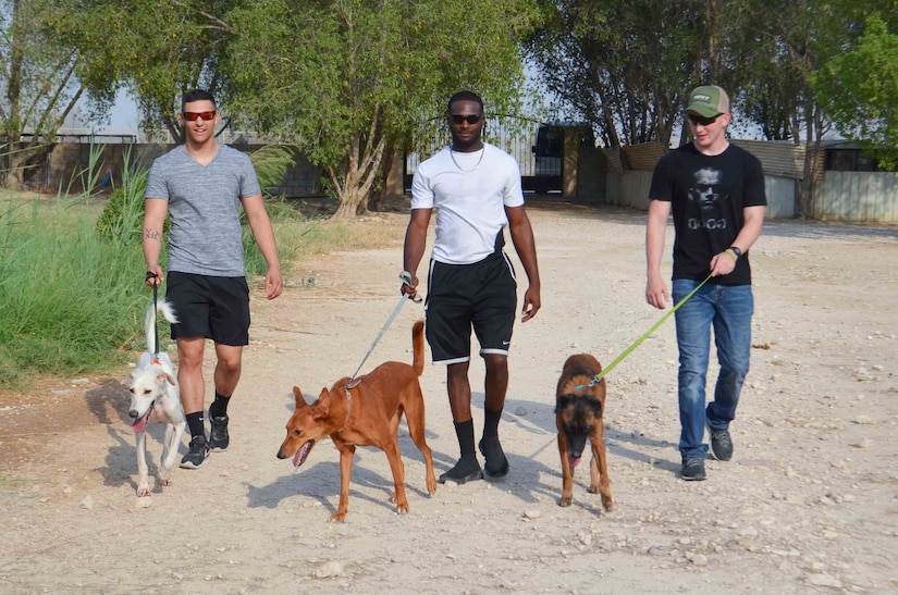 Three U.S. military service members walk dogs at an animal rescue shelter near Doha, Qatar Aug. 9, 2019. They are part of a group from Camp As Sayliyah who regularly volunteer their time to exercise the animals there.