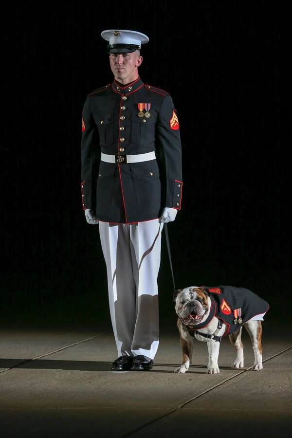 Corporal James Bourgeois, official mascot handler, Marine Barracks Washington D.C., marches down center walk with LCpl. Chesty XV, official Marine Corps mascot, Marine Barracks Washington, D.C., during the Noncommissioned Officer Friday Evening Parade at Marine Barracks Washington, D.C., Aug. 16, 2019. The hosting official for the evening was Lt. Gen. John J. Broadmeadow, director of Marine Corps Staff and the Under Secretary of the Navy, the Honorable Mr. Thomas B. Modly, was the guest of honor. (U.S. Marine Corps photo by Pfc. Allen Sanders)