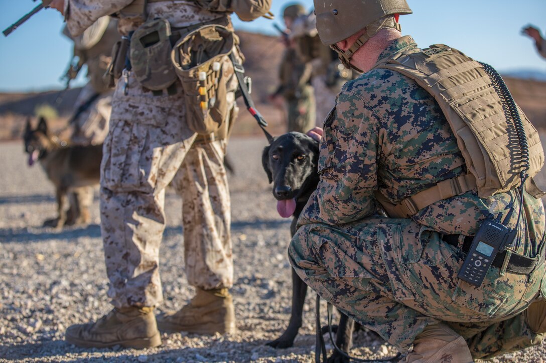 U.S. Marines currently assigned to the Military Working Dog (MWD) Team Deployment Training Course conduct their live fire training exercise with their MWD's on the Graze Range at Yuma Proving Ground (YPG), August 16, 2019. The exercise consists of familiarization and exposing the MWD's to gunfire and a series of drills where handlers proficiently engage targets while maintaining positive control of their MWD's. (U.S. Marine Corps photo by Cpl. Sabrina Candiaflores)