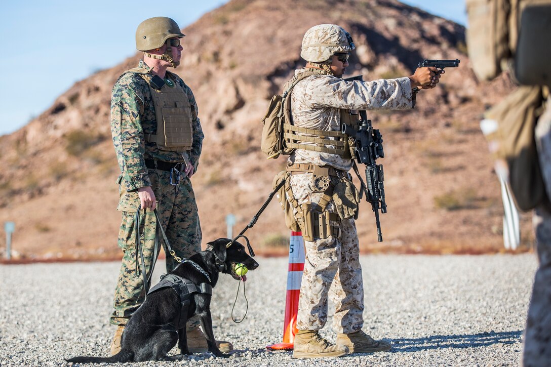 U.S. Marines currently assigned to the Military Working Dog (MWD) Team Deployment Training Course conduct their live fire training exercise with their MWD's on the Graze Range at Yuma Proving Ground (YPG), August 16, 2019. The exercise consists of familiarization and exposing the MWD's to gunfire and a series of drills where handlers proficiently engage targets while maintaining positive control of their MWD's. (U.S. Marine Corps photo by Cpl. Sabrina Candiaflores)