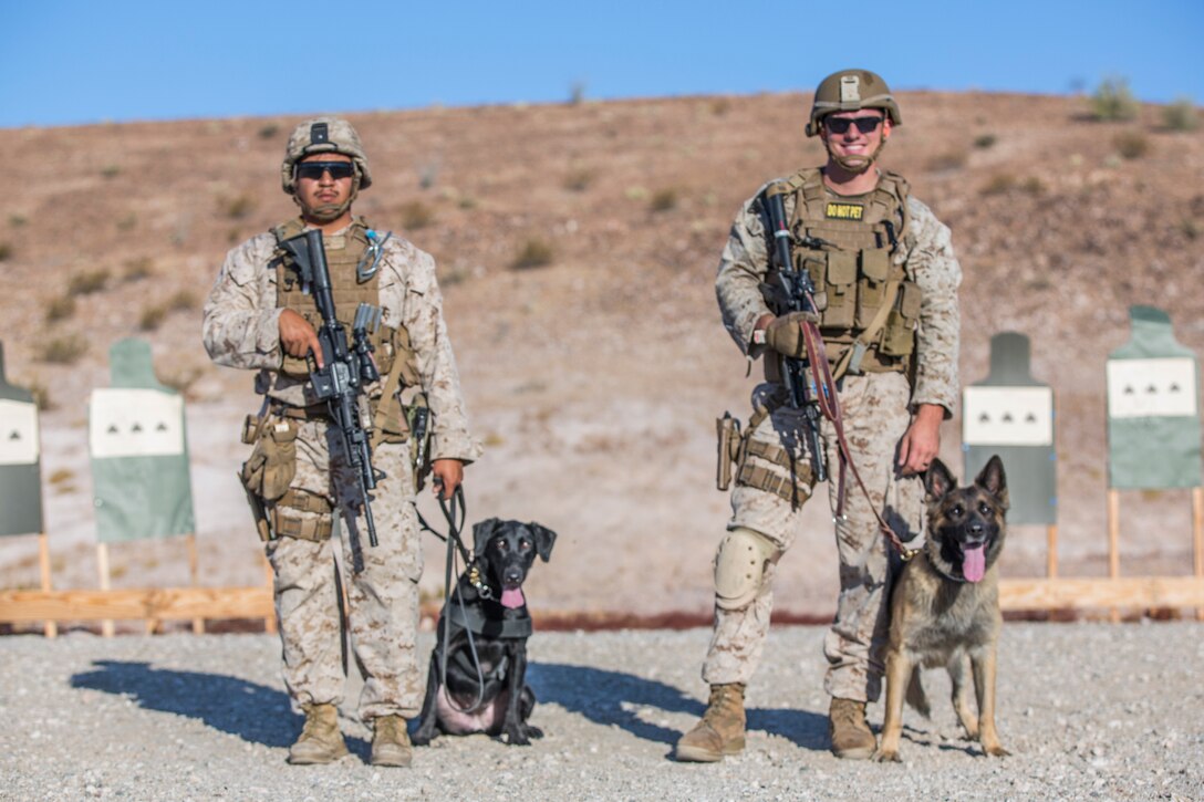 U.S. Marines currently assigned to the Military Working Dog (MWD) Team Deployment Training Course conduct their live fire training exercise with their MWD's on the Graze Range at Yuma Proving Ground (YPG), August 16, 2019. The exercise consists of familiarization and exposing the MWD's to gunfire and a series of drills where handlers proficiently engage targets while maintaining positive control of their MWD's. (U.S. Marine Corps photo by Cpl. Sabrina Candiaflores)