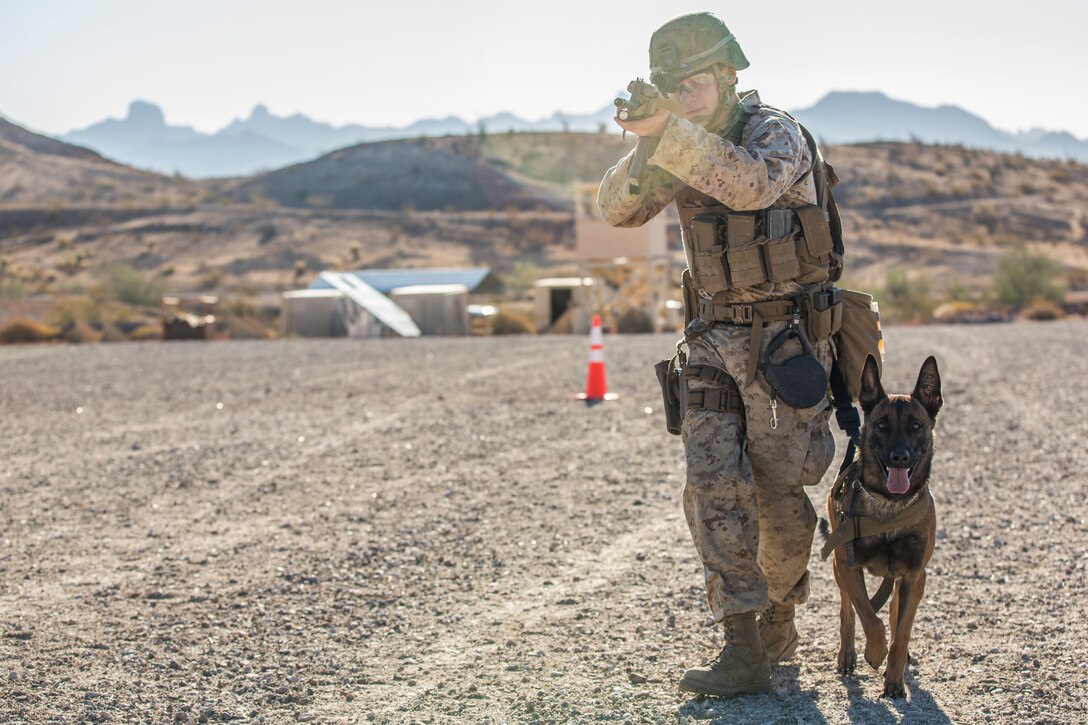 U.S. Marines currently assigned to the Military Working Dog (MWD) Team Deployment Training Course conduct their live fire training exercise with their MWD's on the Graze Range at Yuma Proving Ground (YPG), August 16, 2019. The exercise consists of familiarization and exposing the MWD's to gunfire and a series of drills where handlers proficiently engage targets while maintaining positive control of their MWD's. (U.S. Marine Corps photo by Cpl. Sabrina Candiaflores)