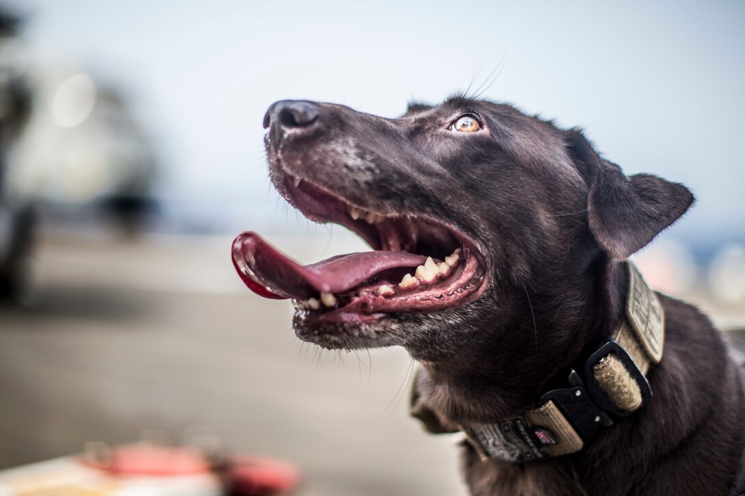 Rosie, a specialized search dog assigned to the 11th Marine Expeditionary Unit, is rewarded after a live-fire exercise aboard the amphibious assault ship USS Boxer. The Boxer Amphibious Ready Group and 11th MEU are deployed to the U.S. 5th Fleet area of operations in support of naval operations to ensure maritime stability and security in the Central Region, connecting the Mediterranean and the Pacific through the Western Indian Ocean and three strategic choke points.