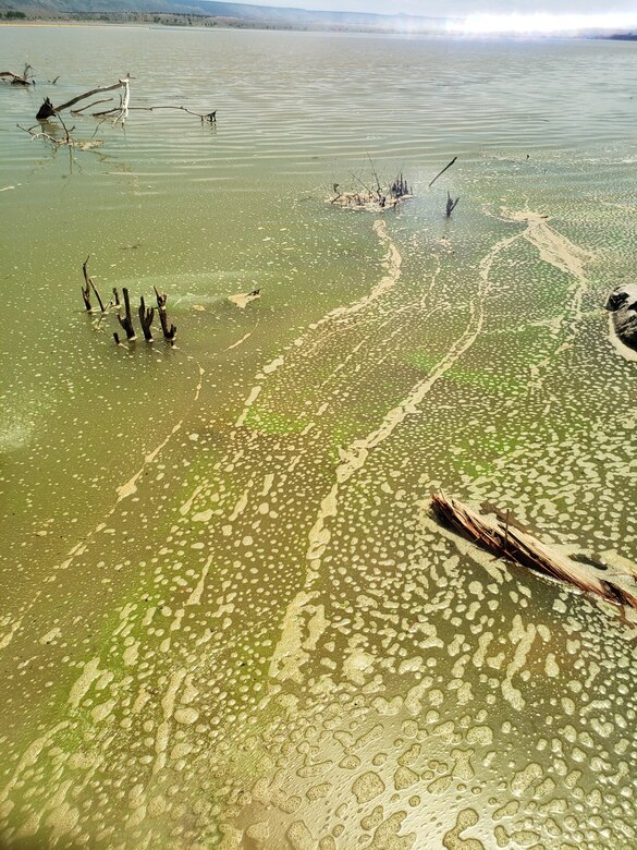 Cochiti Lake swim beach closed due to bluegreen algae > South Pacific