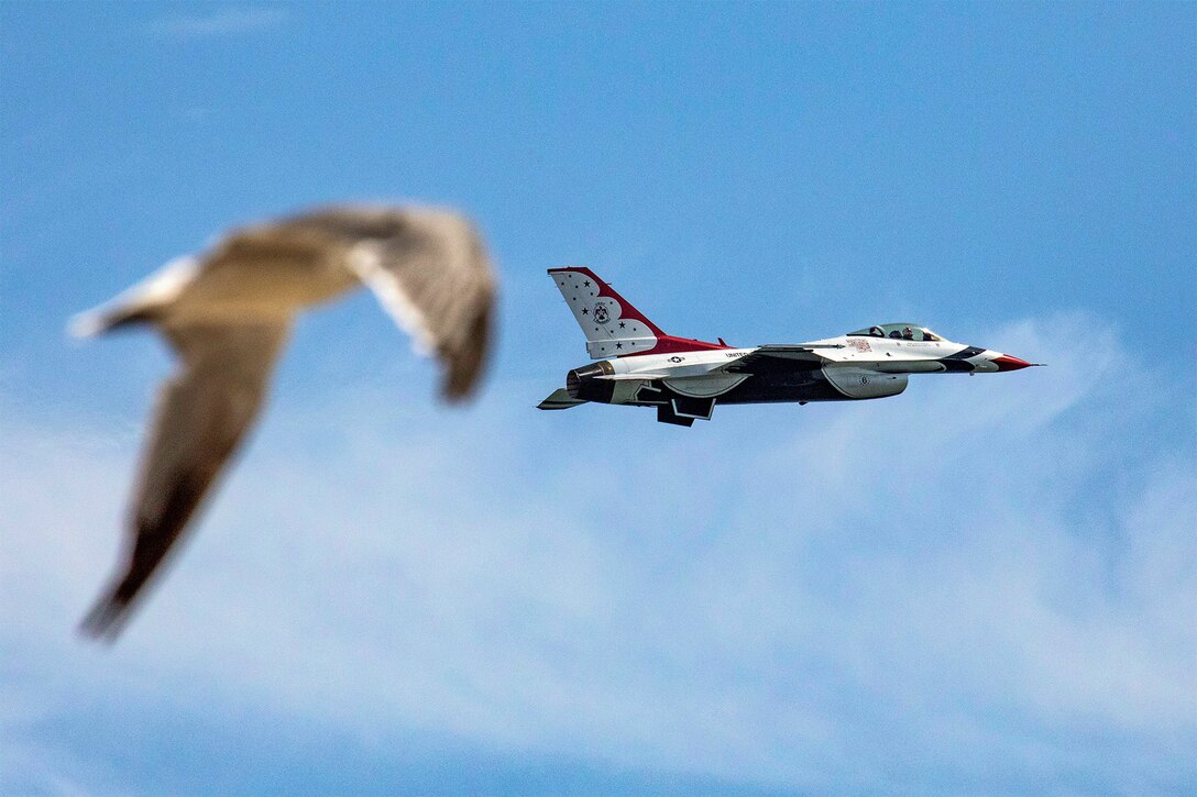 A fighter jet and a bird fly through the sky.