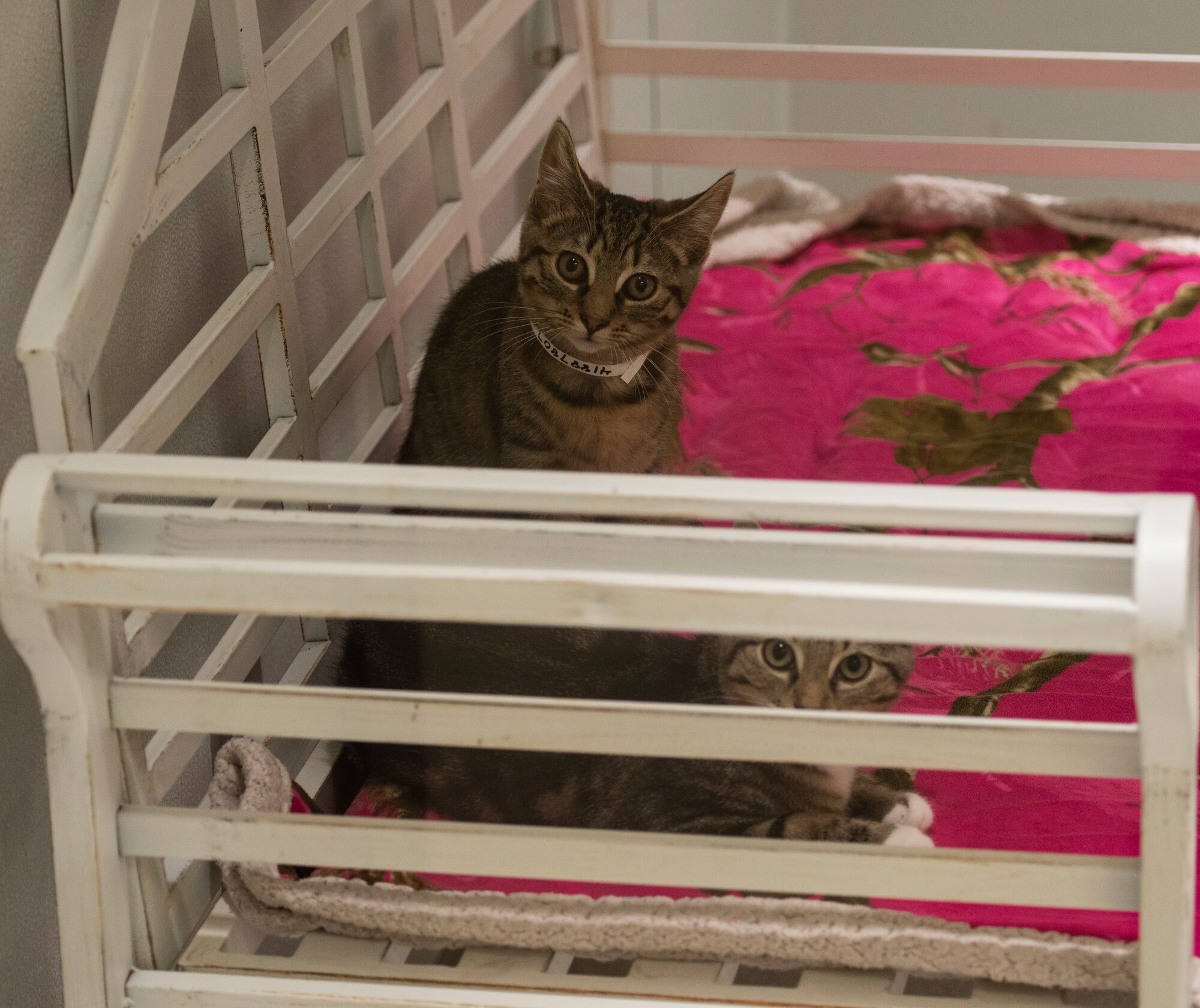 Two kittens await adoption at a shelter in Camden, South Carolina, Aug. 15, 2019.