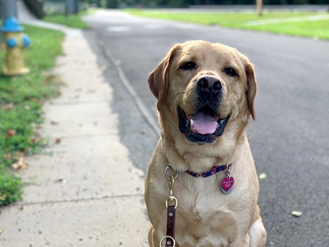 Service at first sight: Captain helps seeing-eye dog stay in shape