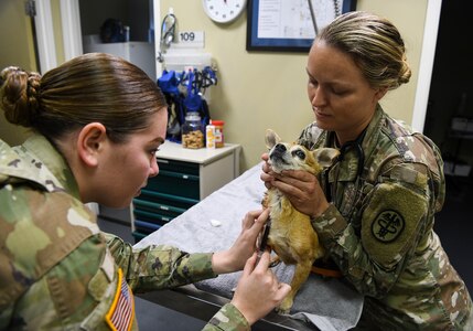 U.S. Army Capt. Jennifer Brogie, right, officer in charge and Private 1st Class Breanna Dansby, left, animal care specialist, both assigned to the Joint Base Charleston Veterinarian Clinic, administer blood work to a patient in an exam room at JB Charleston, S.C., Nov. 20, 2019. Some of the services the clinic provides include canine spay and neutering, dental care with or without extractions, mass removal and unfortunately when needed euthanasia. For the military working dogs, the animal care specialists keep a vigilant eye on the overall health of the K-9s and ensure they’re getting a proper diet as well perform their periodic checkups. (U.S. Air Force photo by Senior Airman Cody R. Miller)