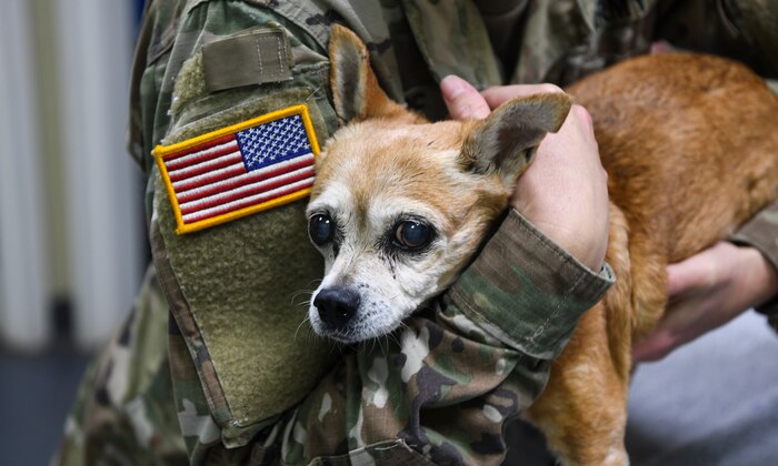 U.S. Army Capt. Jennifer Brogie, the officer in charge assigned to the Joint Base Charleston Veterinarian Clinic, comforts a patient after blood work in an exam room at JB Charleston, Nov. 20, 2019. Some of the services the clinic provides include canine spay and neutering, dental care with or without extractions, mass removal and unfortunately when needed euthanasia. For the military working dogs, the animal care specialists keep a vigilant eye on the overall health of the K-9s and ensure they’re getting a proper diet as well perform their periodic checkups. (U.S. Air Force photo by Senior Airman Cody R. Miller)