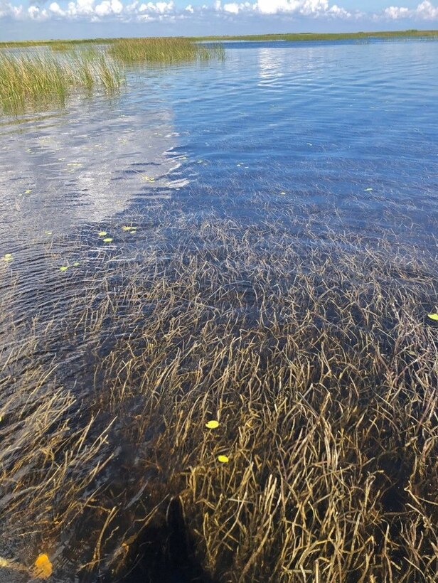 Submerged aquatic vegetation in Lake Okeechobee