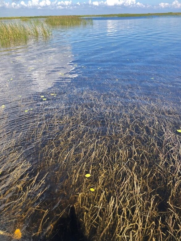 Submerged aquatic vegetation in Lake Okeechobee