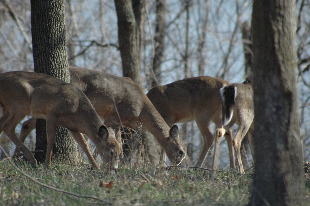 Whitetail Deer