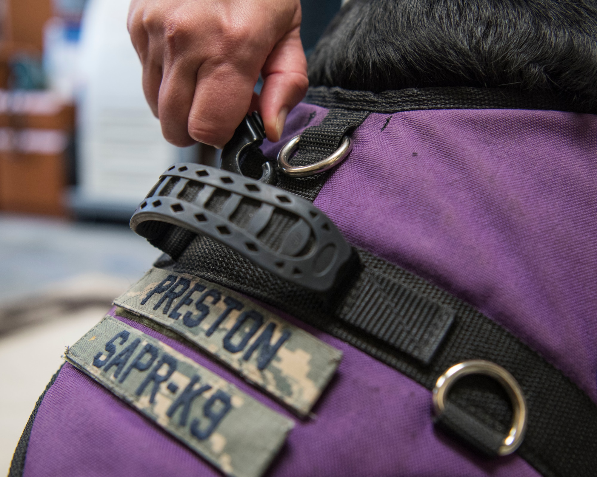 Preston, 30th Space Wing courthouse facility dog, gets leashed up and ready to go meet people at Vandenberg Air Force Base, Calif., Dec. 4, 2019. Preston and other members from the Sexual Assault Prevention and Response office, brief members from the 30th SW to educate Airmen and other service members of their resources. (U.S. Air Force photo by Airman 1st Class Aubree Milks)