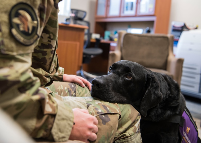 Preston, 30th Space Wing courthouse facility dog, focuses on an Airman from Vandenberg Air Force Base, Calif., that visited the Sexual Assault Prevention and Response office, Dec. 4, 2019. Preston was trained through the POOCH’S (prisoners overcoming obstacles creating hope) program for two years, and reported to Vandenberg AFB as the first certified courthouse facility dog in the Department of Defense in May of 2018. (U.S. Air Force photo by Airman 1st Class Aubree Milks)