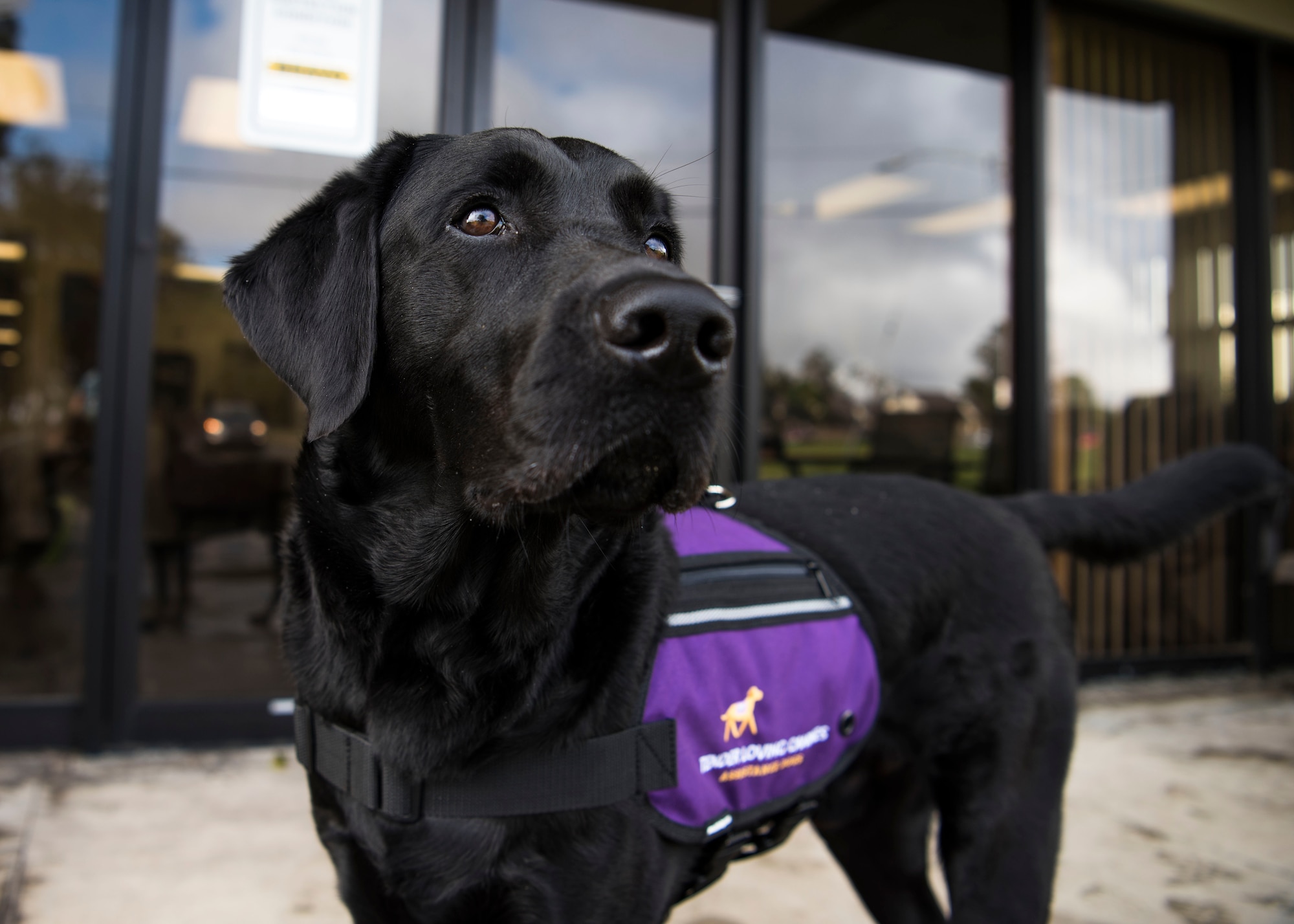Preston, 30th Space Wing courthouse facility dog, keeps a watchful eye for commands from his handler at Vandenberg Air Force Base, Calif., Dec. 4, 2019. Preston is a part of the Sexual Assault Prevention and Response office, and plays a significant role within the office. (U.S. Air Force photo by Airman 1st Class Aubree Milks)