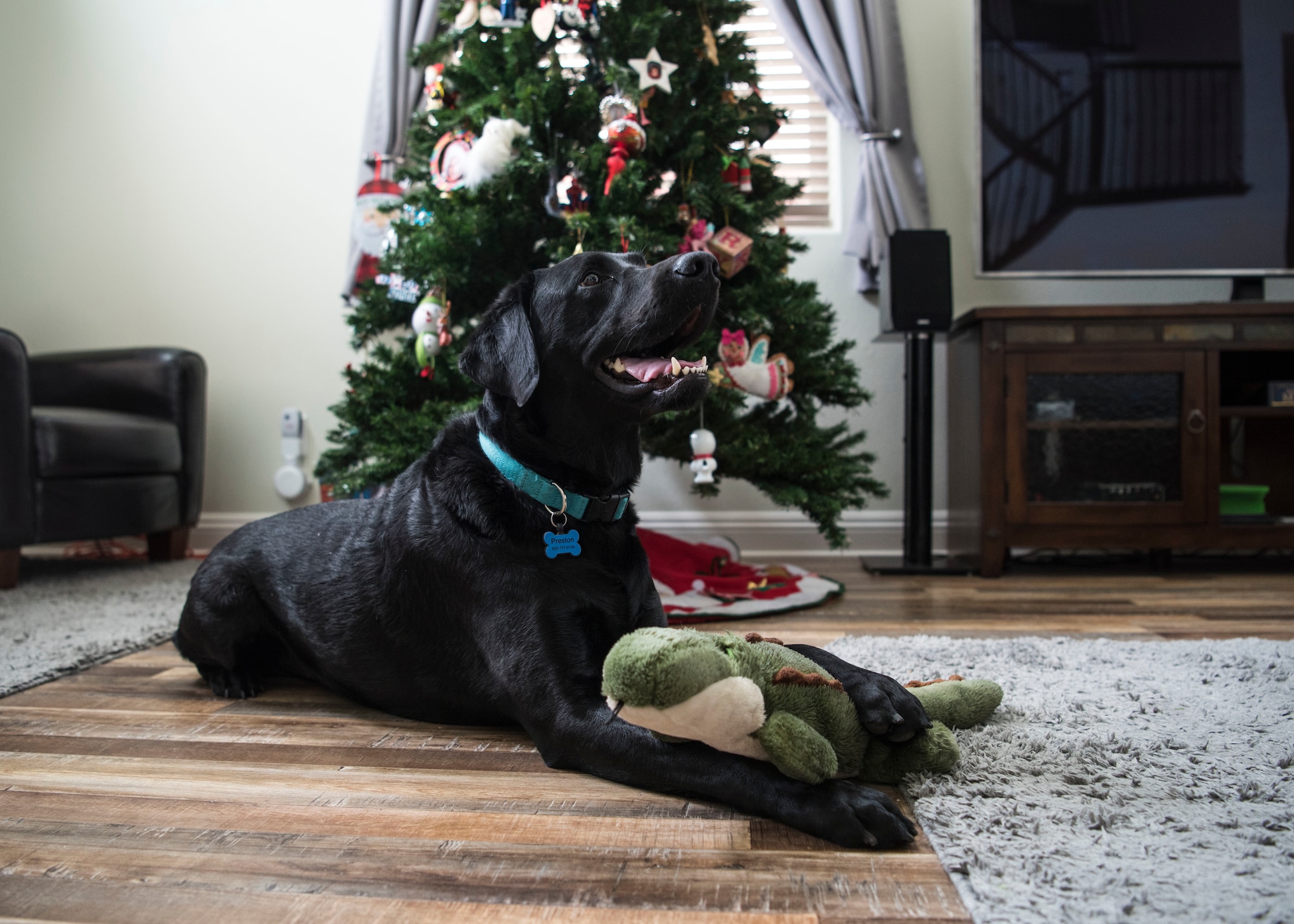 Preston, 30th Space Wing courthouse facility dog, lays in his living room after his day of work at the at Sexual Assault Prevention and Response office, Guadalupe, Calif., Dec. 5, 2019. Although most service dogs do not go home with their handler at the end of the work day, Preston is a certified courthouse facility dog that goes home with a member of the SAPR office, as he is a part of their family. (U.S. Air Force photo by Airman 1st Class Aubree Milks)