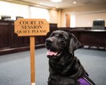 Preston, 30th Space Wing courthouse facility dog, waits for court to begin at Vandenberg Air Force Base, Calif. Dec. 4, 2019. Preston is the only certified courthouse facility dog in the entire Department of Defense; some of Preston’s duties include providing support to victims and witnesses while working at the Sexual Assault Prevention and Response office at Vandenberg AFB. (U.S. Air Force photo by Airman 1st Class Aubree Milks)