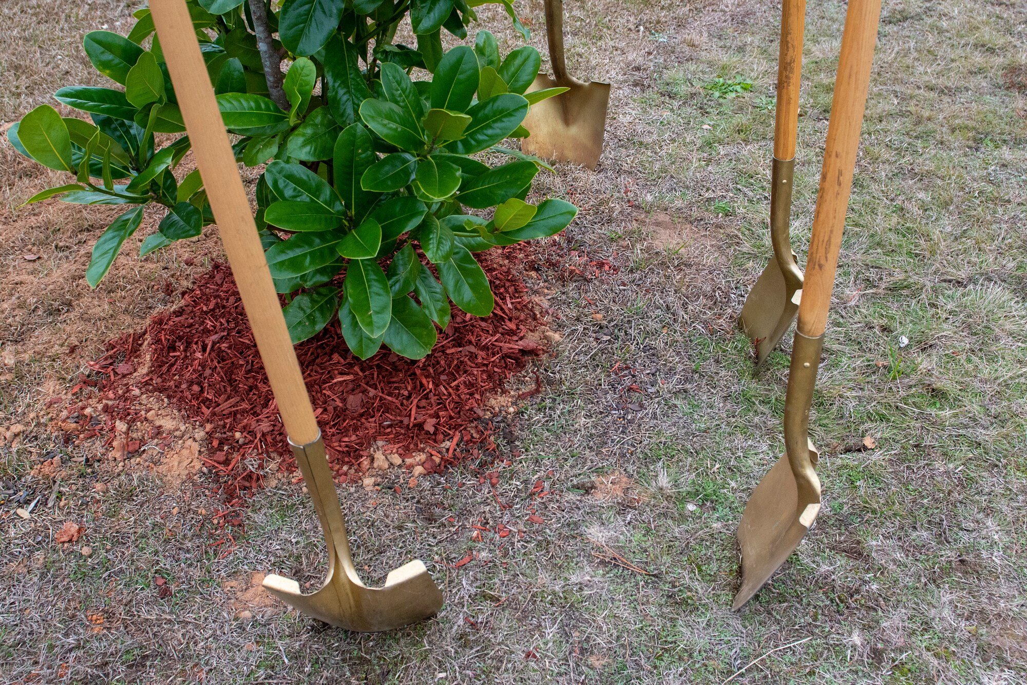 Photo shovels in the dirt around a tree.