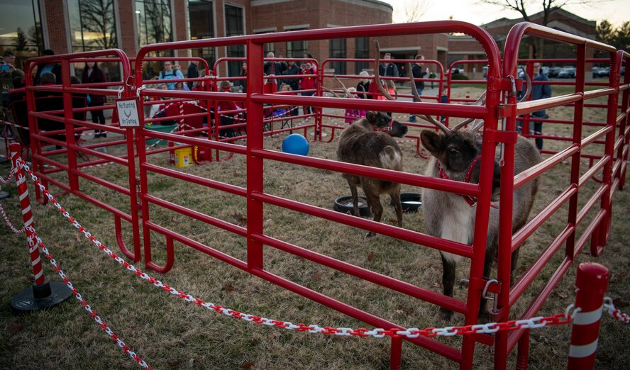 Children watch reindeer