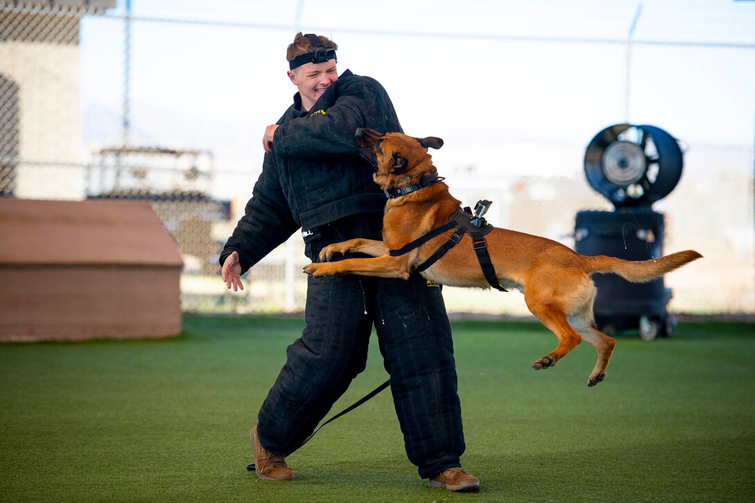 A dog bites the arm of an airman wearing a padded.