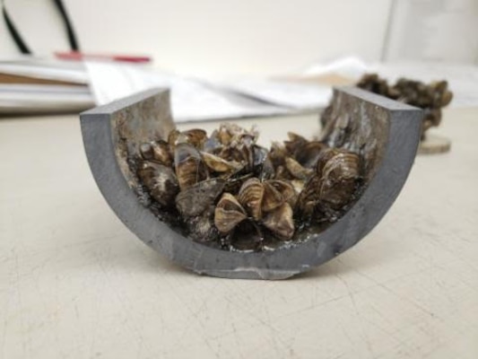 The cross-section of a pipe showing a buildup of zebra mussels found at Gavins Point Dam in Yankton, SD, photo taken Sept. 4, 2019