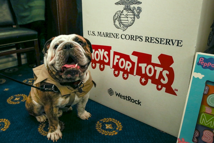 A bulldog sits by a white Toys for Tots box in a carpeted room.