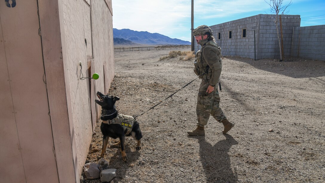 Staff Sgt. Katie McDermott, 99th Security Forces Squadron out of Nellis Air Force Base, Nevada, rewards her partner, Esme, with a chew toy for finding planted narcotics during a joint Military Working Dog training session at the National Training Center on Fort Irwin, California, Dec. 11. The NTC hosted the first-ever event and invited MWD teams from Edwards and Nellis Air Force bases, as well as Marine Corps Logistics Base-Barstow. (Air Force photo by Giancarlo Casem)