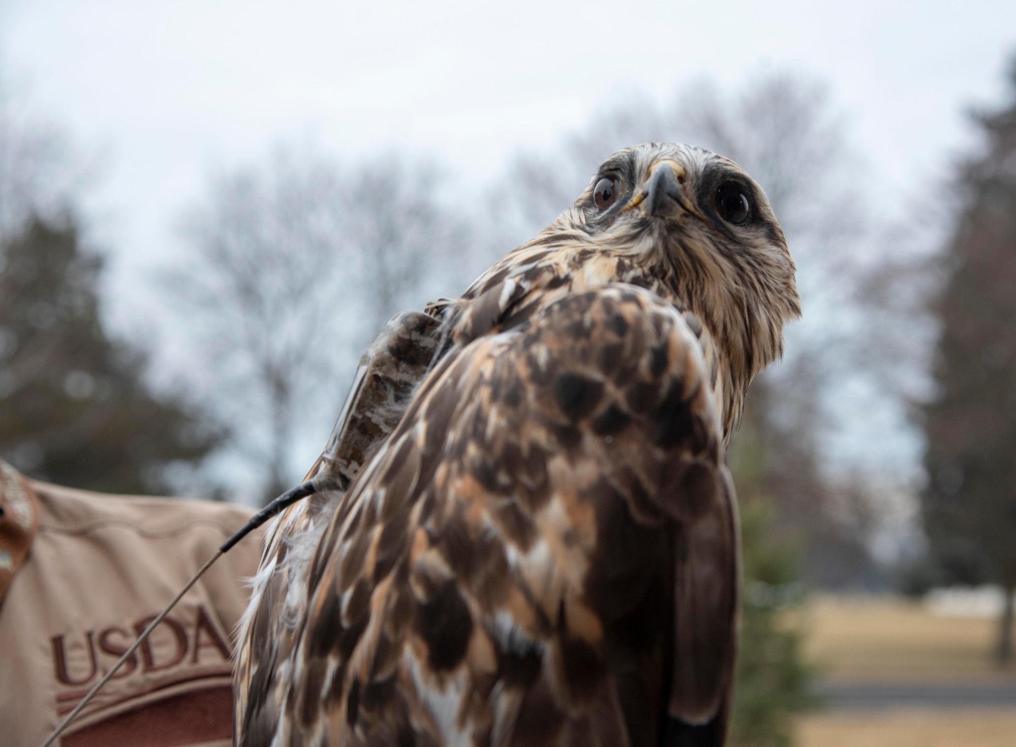 A rough-legged hawk sits with a GPS tracker strapped to its back at Fairchild Air Force Base, Washington, Dec. 6, 2019.