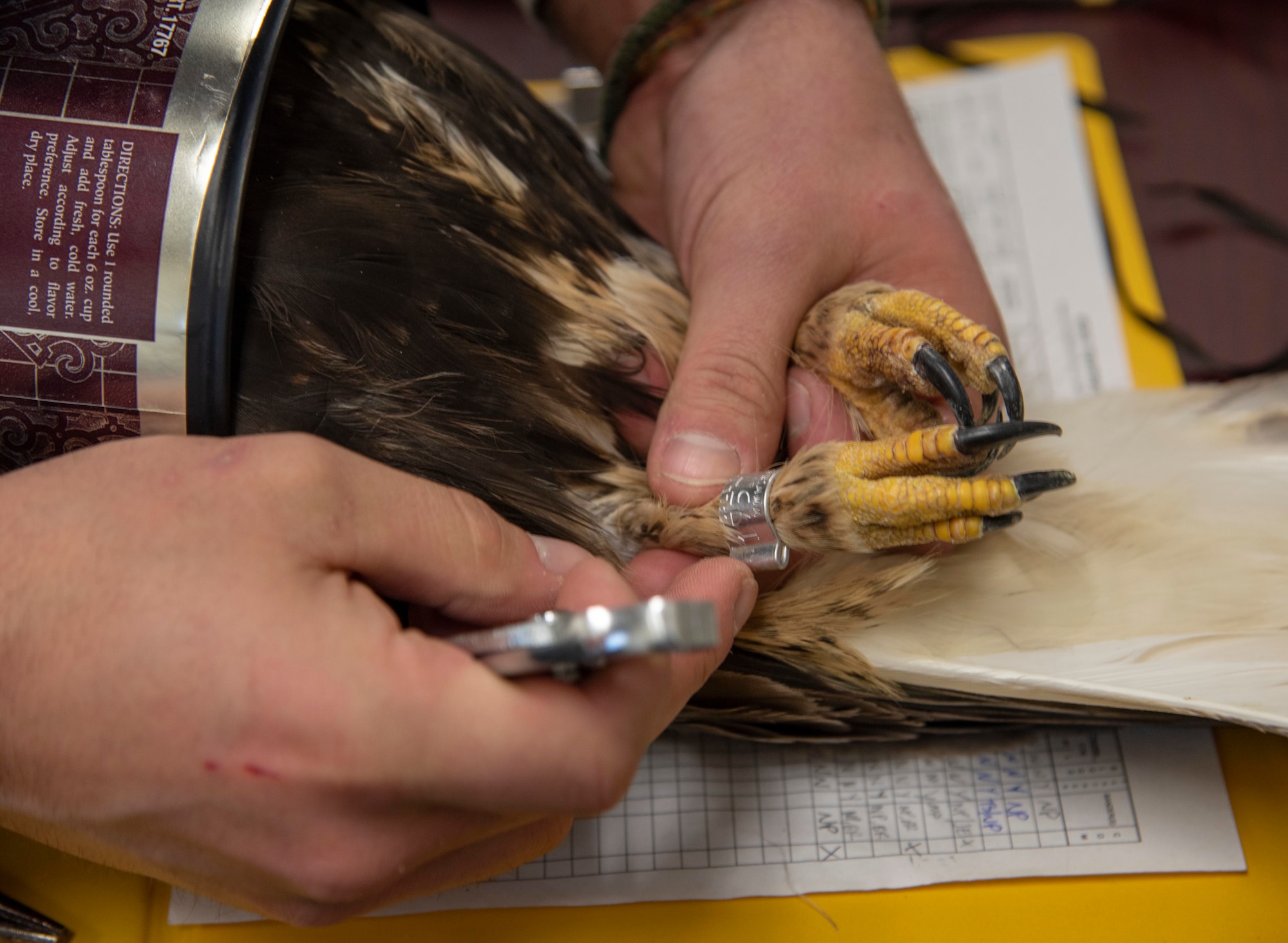 Paprocki will be able to track the bird through GPS and notify Fairchild’s United States Department of Agriculture employees if the bird flies back to the flightline.