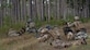 U.S. Air Force Airmen with the 6th Civil Engineer Squadron explosive ordnance disposal flight, the 6th Security Forces Squadron and the 927th Aeromedical Staging Squadron, respond to a simulated threat during a field training exercise Dec. 11, 2019, at Avon Park Air Force Range, Fla. The training exercise was intended to put the Airmen through difficult scenarios in an austere environment, where they could practice skills that cannot be replicated at home station.