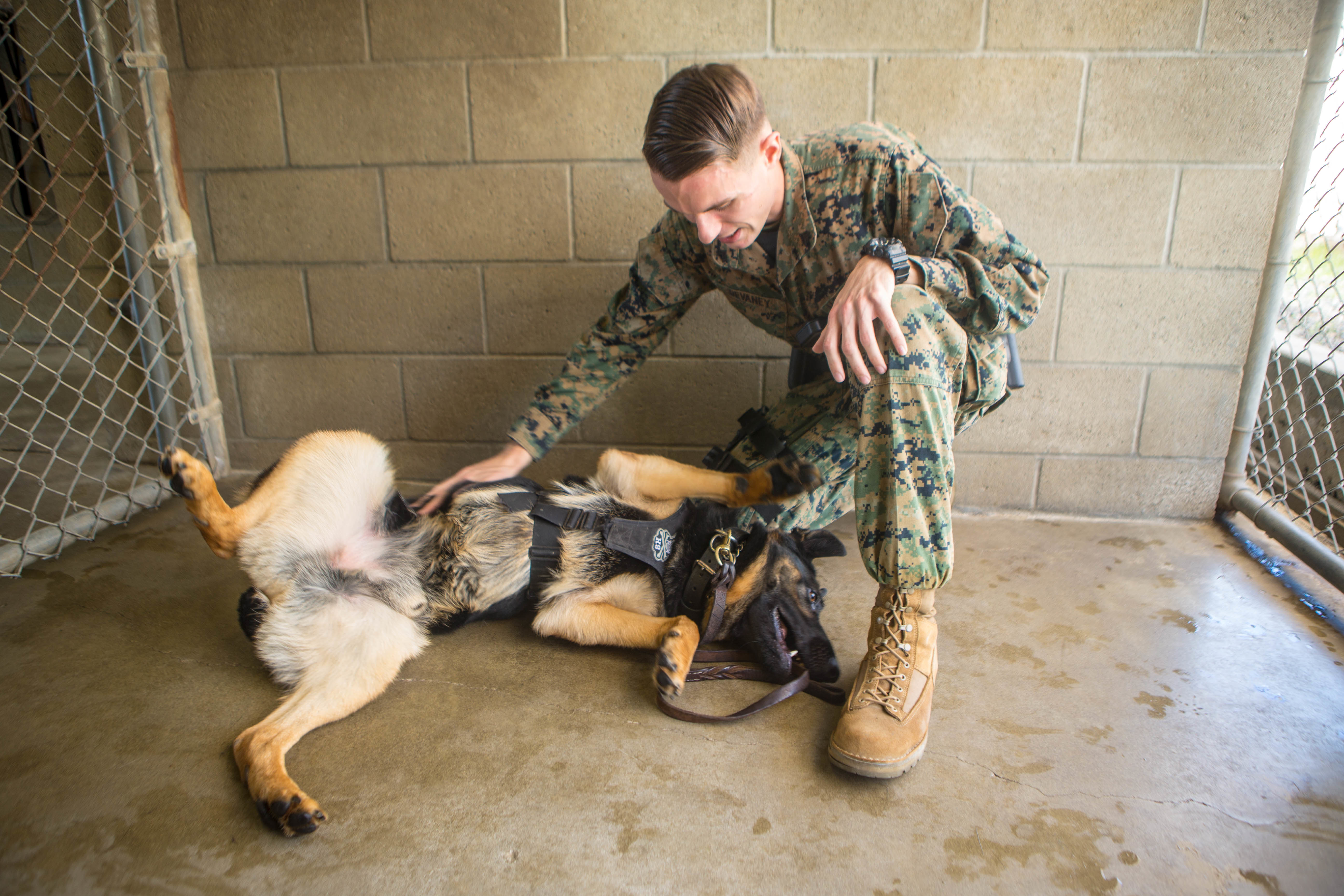 Getting to know the dog behind the handler > United States Marine Corps