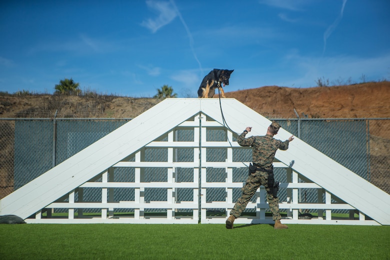 U. S. Marine Corps Cpl. Zachary Devaney, a military working dog handler with the Provost Marshal’s Office, Security and Emergency Services Battalion, directs military working dog, Don, through the obedience course at Marine Corps Base Camp Pendleton, California, Dec. 17, 2019 Handlers and their K9, spend over 50 hours training and developing their bond every week.