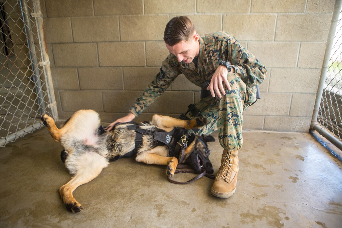 U. S. Marine Corps Cpl. Zachary Devaney, a military working dog handler with the Provost Marshal’s Office, Security and Emergency Services Battalion, pets military working dog, Don, at Marine Corps Base Camp Pendleton, California, Dec. 17, 2019 Handlers and their K9, spend over 50 hours training and developing their bond every week.