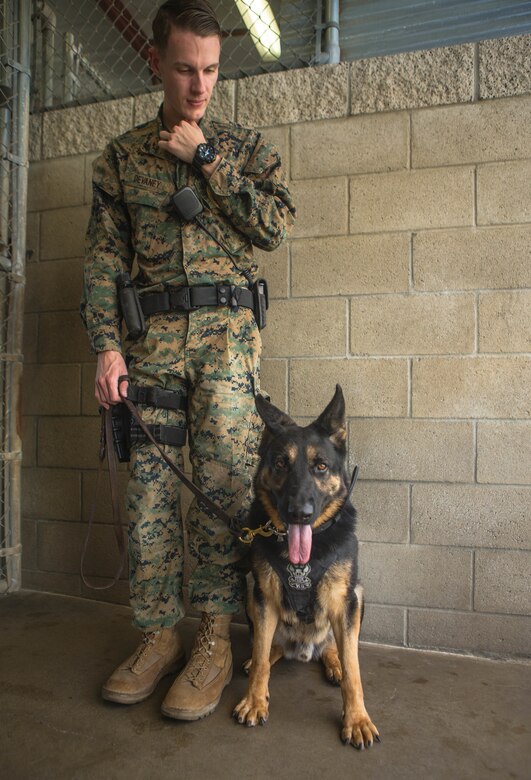 U. S. Marine Corps Cpl. Zachary Devaney, a military working dog handler with the Provost Marshal’s Office, Security and Emergency Services Battalion, commands military working dog, Don, to heel for a photo at Marine Corps Base Camp Pendleton, California, Dec. 17, 2019 Handlers and their K9, spend over 50 hours training and developing their bond every week.