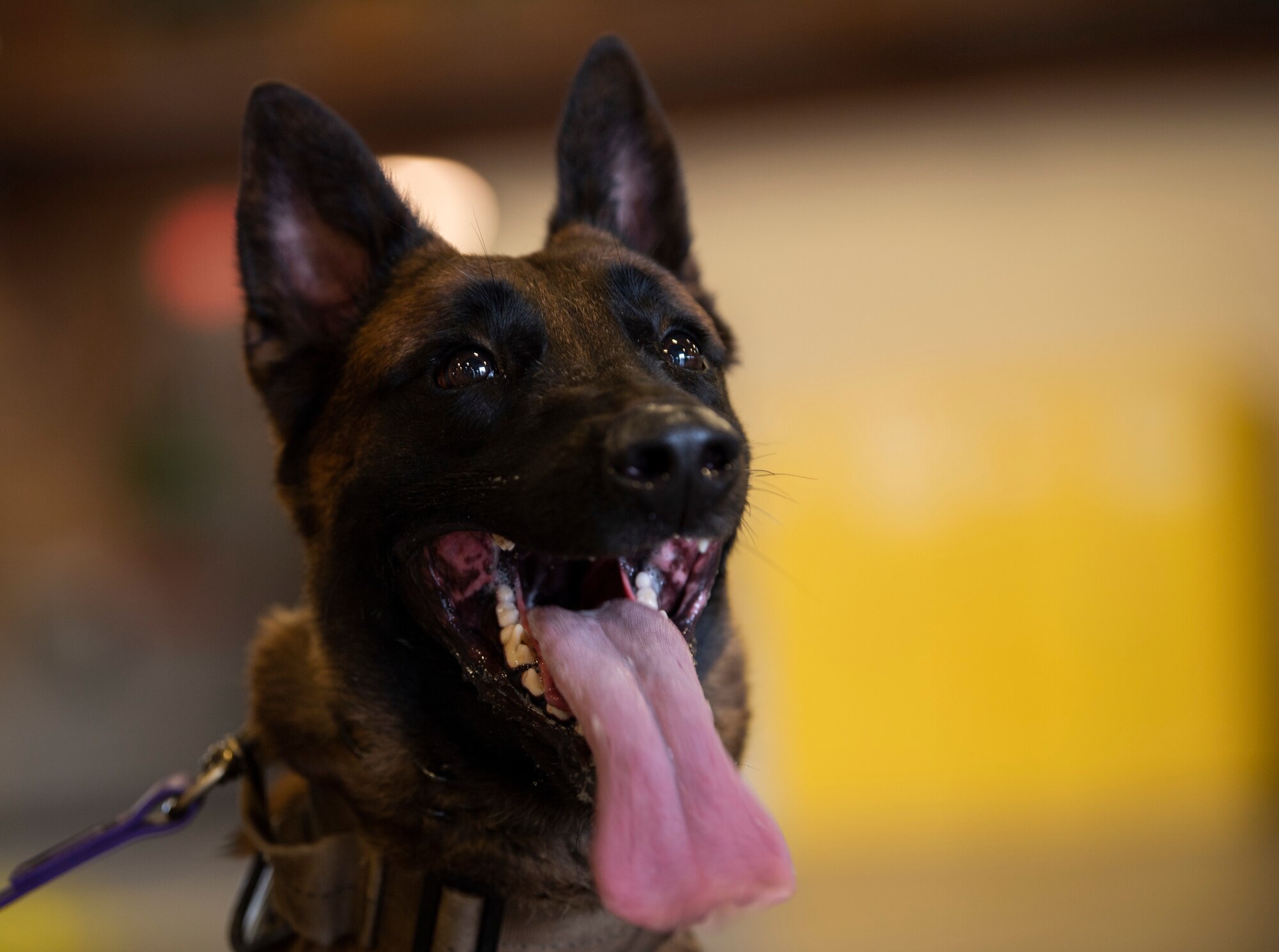 Aarapaho, 60th Security Forces Squadron military work dog, follows commands during the 60th Mission Support Group honorary commanders tour Dec. 6, 2019, at Travis Air Force Base, California. Travis AFB’s honorary commander program allows base leadership to develop relationships with local, civic and business leaders. It also gives the opportunity to learn about the surrounding communities. (U.S. Air Force photo by Senior Airman Jonathon Carnell)