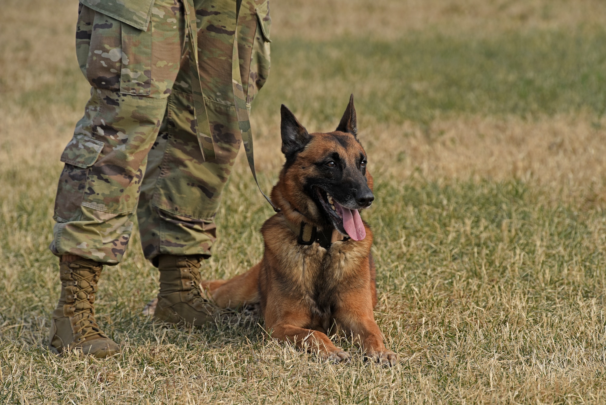 U.S. Air Force Military Working Dog Heino takes a break after an obedience demonstration at Kunsan Air Base, Republic of Korea, Dec. 10, 2019. The obedience course highlights the capabilities of each dog while also preparing them for potential obstacles they might encounter in the field such as tunnels, windows or stairs. (U.S. Air Force photo by Staff Sgt. Mackenzie Mendez)