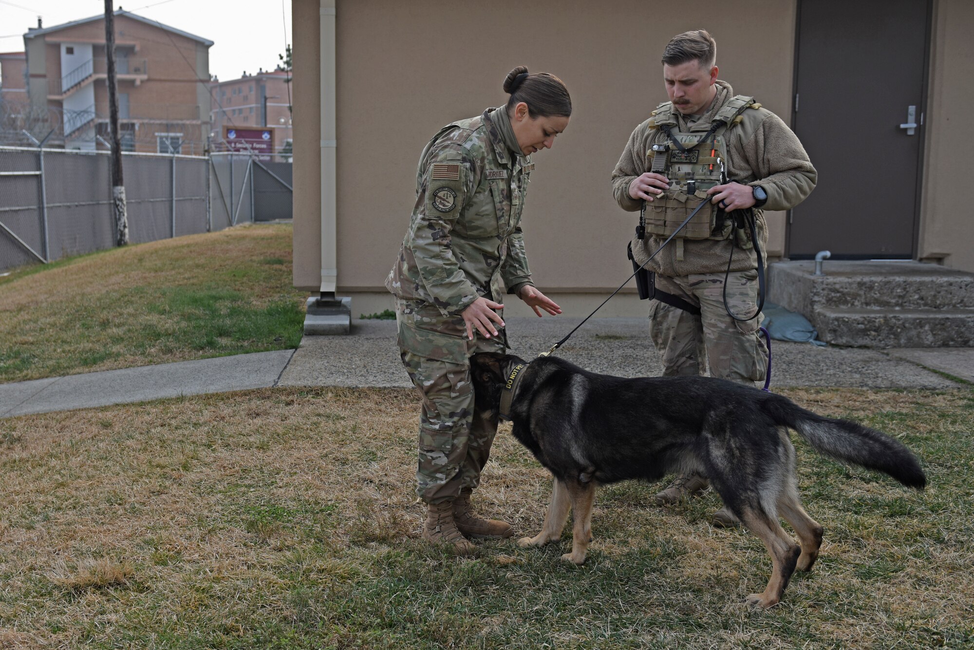 U.S. Air Force Tech. Sgt. Monica Rodriquez, 8th Security Forces Squadron Military Working Dog kennel master, demonstrates a controlled command exercise with MWD Largo for Staff Sgt. Robert Gust, 8th SFS MWD handler, at Kunsan Air Base, Republic of Korea, Dec. 10, 2019. In order to maintain discipline and order on the installation, training and readiness are of the utmost importance for the MWD section. (U.S. Air Force photo by Staff Sgt. Mackenzie Mendez)
