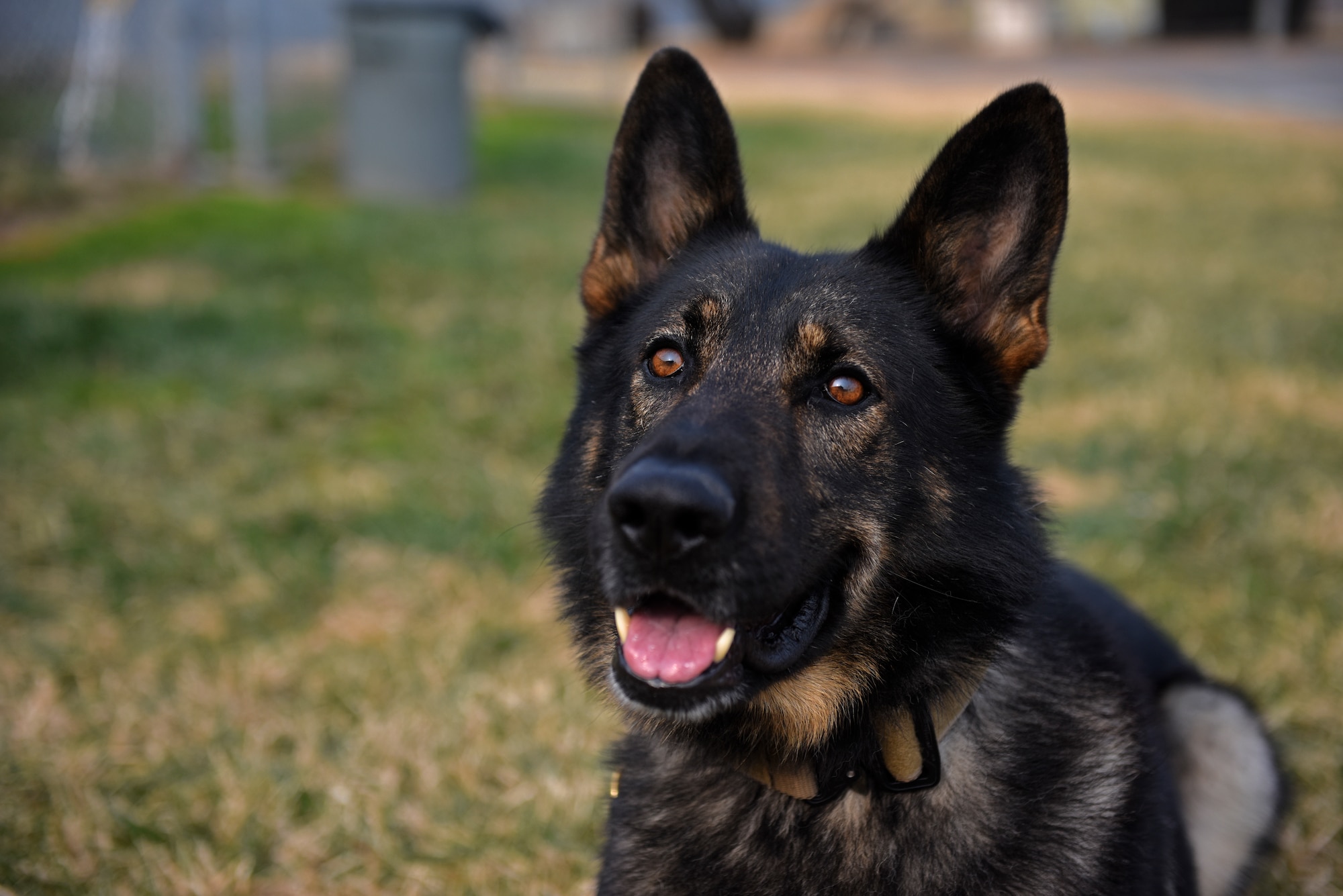 U.S. Air Force Military Working Dog Largo waits for a command from his handler at Kunsan Air Base, Republic of Korea, Dec. 10, 2019. In addition to detection and patrol work, handlers are continuously working with their MWDs on obedience. (U.S. Air Force photo by Staff Sgt. Mackenzie Mendez)