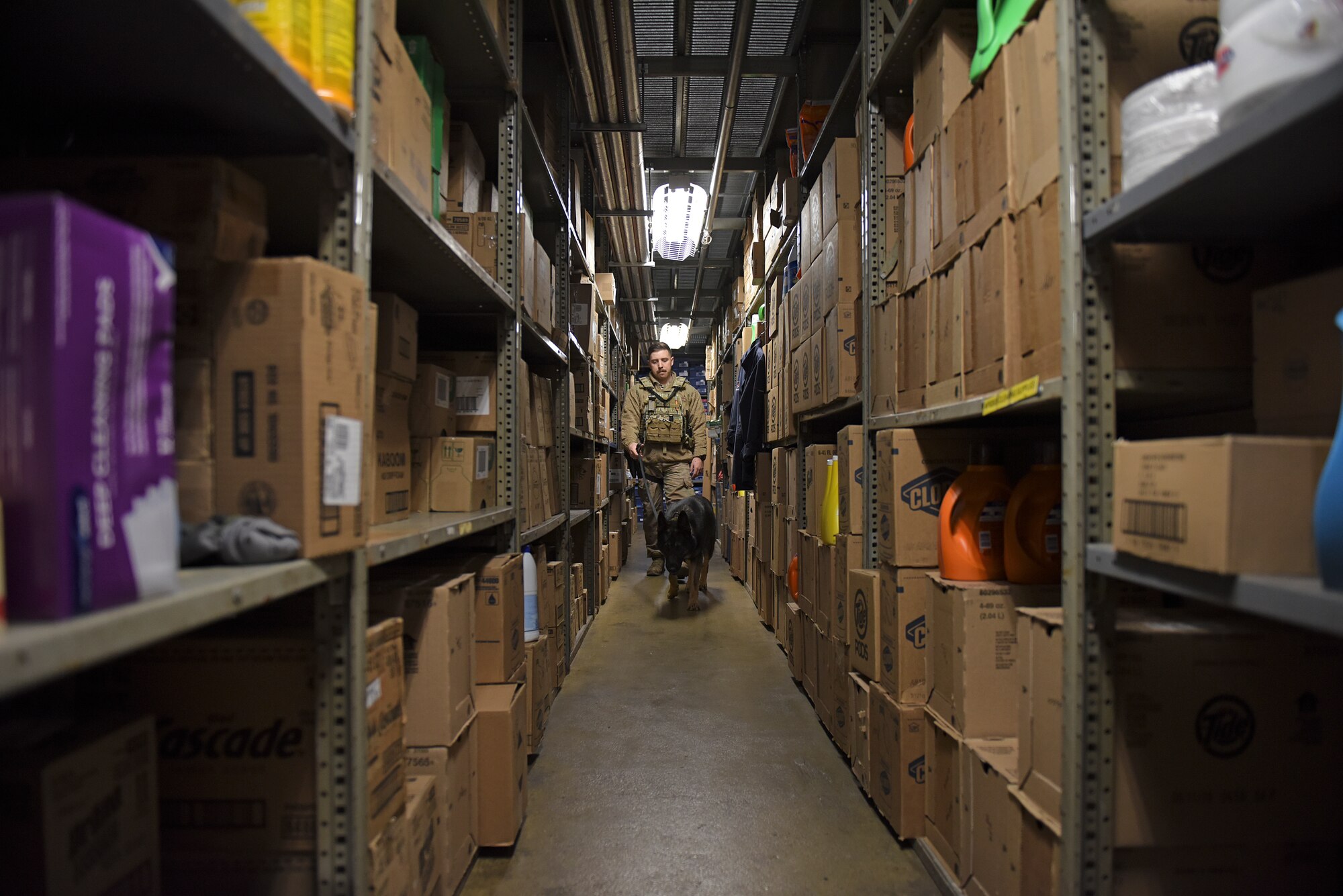 U.S. Air Force Staff Sgt. Robert Gust, 8th Security Forces Squadron Military Working Dog handler, conducts routine detection and patrol work with MWD Largo at Kunsan Air Base, Republic of Korea, Dec. 10, 2019. The 8th SFS MWD section plays an integral role in base defense, including the detection of explosives and narcotics and deterrence. (U.S. Air Force photo by Staff Sgt. Mackenzie Mendez)