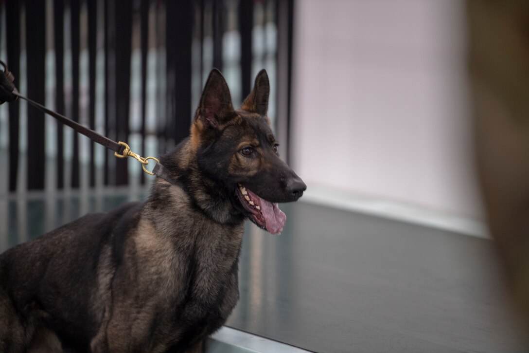 Yokota MWD team train with Tokyo Customs