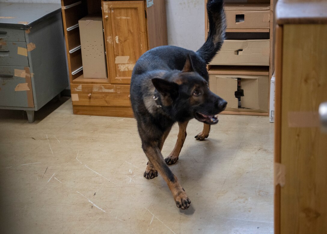 Yokota MWD team train with Tokyo Customs