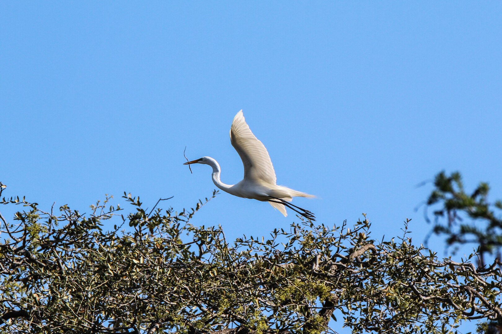 An image of a bird flying in Brackenridge Park with a twig was taken by Amanda DeLeon, a student at Cole High School located at Joint Base San Antonio-Fort Sam Houston. The photo, titled “Soaring,” is one of 101 images submitted by students in the Cole photography program that are included in an exhibit at the Fort Sam Houston Museum that opened Dec. 10.