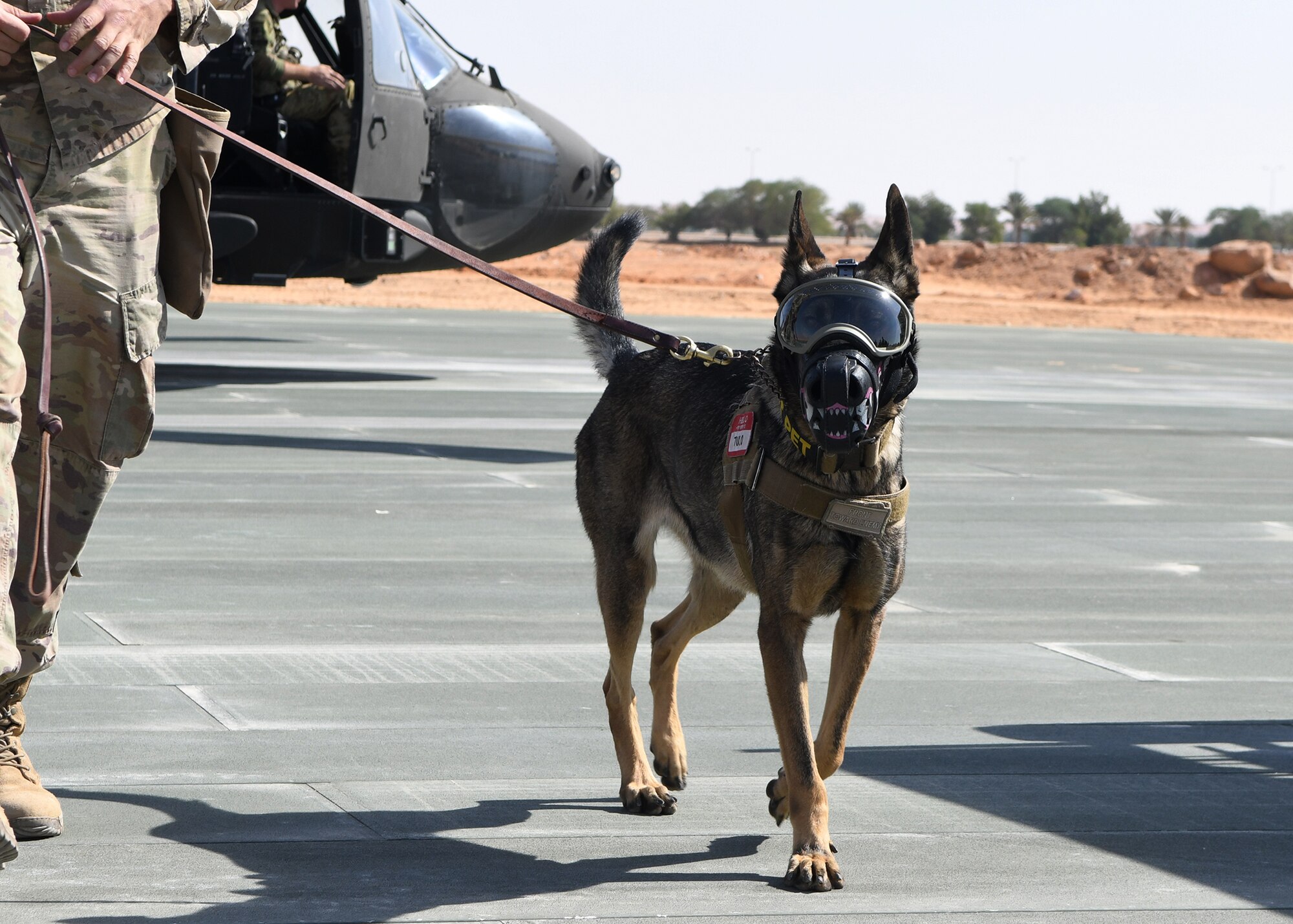 378th Expeditionary Security Forces Squadron military working dog, Tuko, exits the helicopter after a cold run of acclimation training Nov. 27, 2019, at Prince Sultan Air Base, Saudi Arabia.